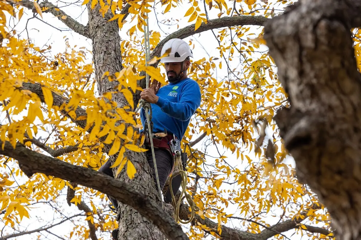 Skilled Tree Planing crew working in Frankfort